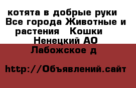 котята в добрые руки - Все города Животные и растения » Кошки   . Ненецкий АО,Лабожское д.